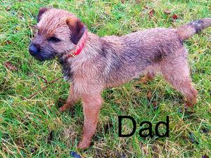 Dad - Stud Book Qualified