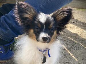 Finity Truly Unique as a puppy