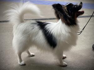 Lloyd as a puppy