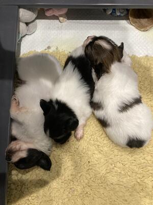Puppies
