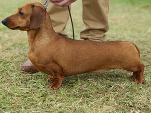 champdogs dachshund