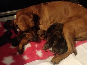 Callmn's Special Fool, with her babies day 1