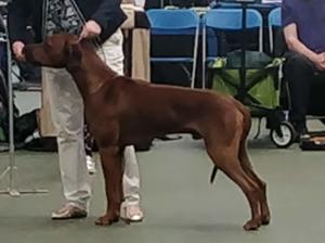 Sharula Cameo Big Jake at Callmn