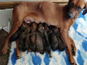Mum & pups 15 days old.