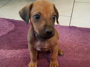 Puppy Boy Available!!