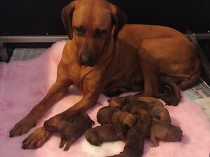 Bizket and her babies
