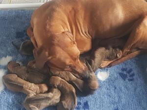 Darcy and her pups at day 4