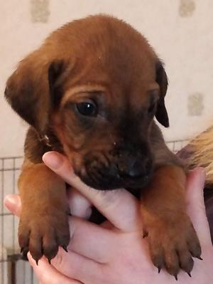Puppy Boy 3 weeks old