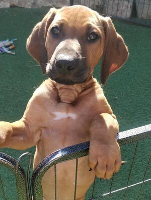 Available boy 8 weeks