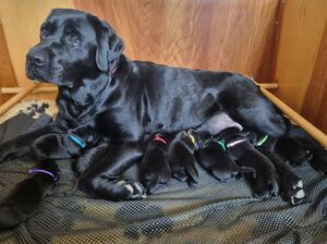 Truly 5 day old puppies