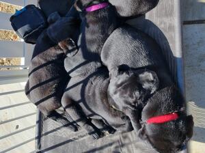 Truly and her puppies