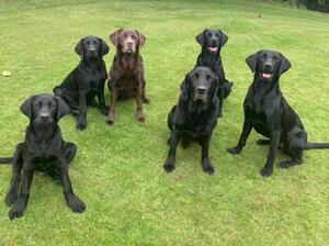 The pack, old and young