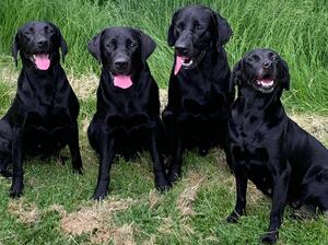 The working pack