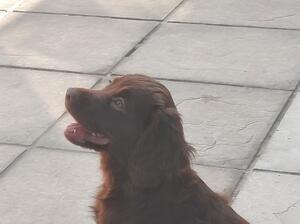 TURK