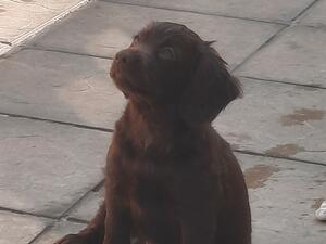 TAWNY