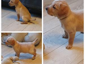 Pups still looking for forever homes