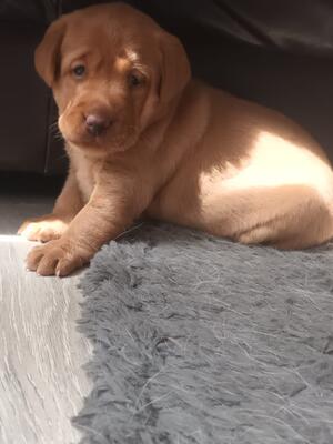Little miss