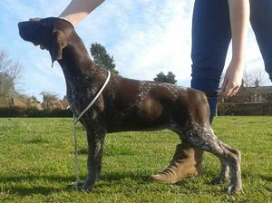 Soellis Dirty Gertie (Gertie) aged 13 weeks