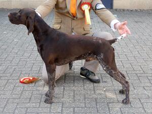 Sh.Ch. Winterwell Fowl Play