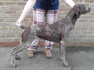 Soellis Dirty Gertie