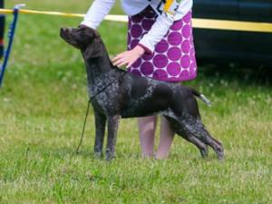 Soellis Dirty Gertie aged 6 months