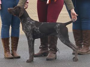 Arlo aged 6 months winning his first CC and BoB