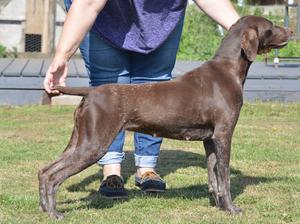 Sh. Ch. Soellis Fannie Annie JW