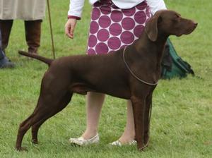 Sh Ch Indijazz Originale at Soellis