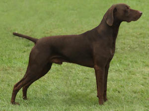 Sh.Ch. Indijazz Originale at Soellis