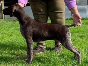 Soellis Fancy Nancy aged 12 weeks