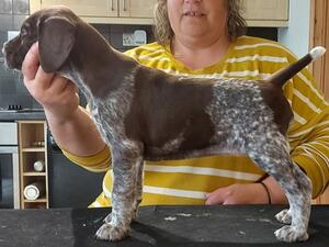 Puppy Bitch available