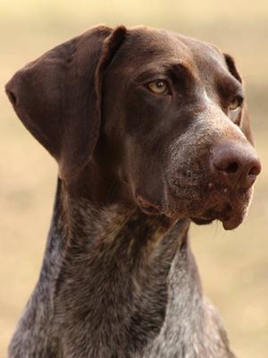 Soellis Dirty Gertie