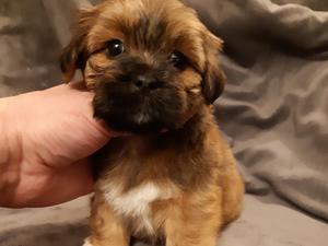 Puppy at 6 weeks old