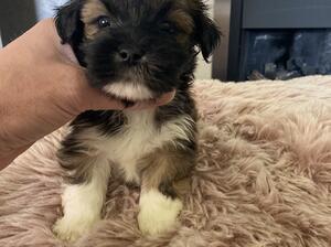 Male puppy