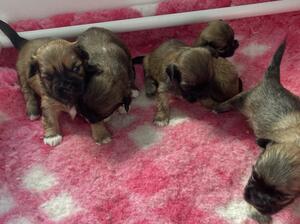 5 gold male puppies