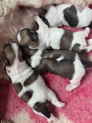 Purdee and Dodger litter