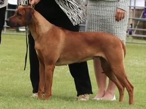 Champion Carlincox First Class JW ShCM SHCEX