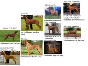 Some of the stunning progeny behind this litter.