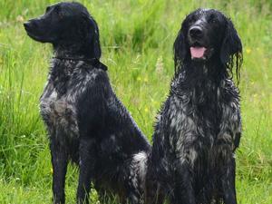 Bea & Rookie
