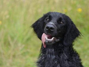 Nyx at 7 months old