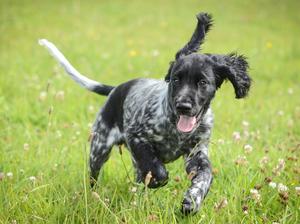 12 weeks old