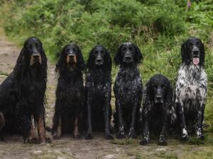Midas, Otter, Nyx, Buck, Rookie and Drake