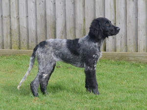 Nyx as a pup