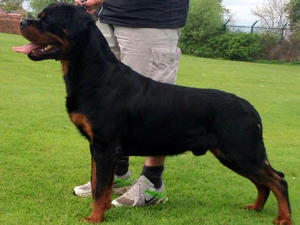 Rottsdale C Me Swagger