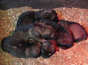 Puppy's