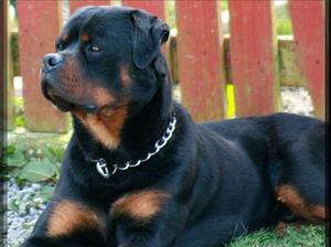 Rottsdale Nero