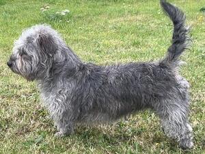 Pepper