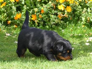 Female Puppy