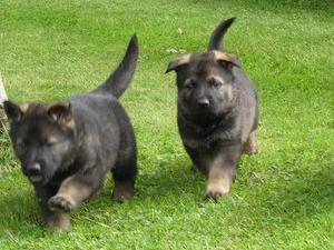 PUPPIES