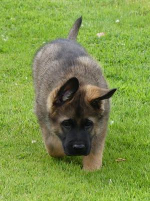 Puppy